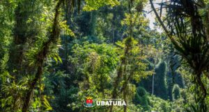 Meio Ambiente realiza programação especial no Dia da Árvore